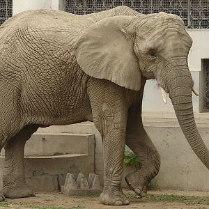 Loxodonta africana / African Elephant (female Jing Jing)