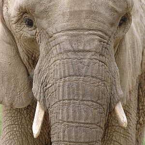 Loxodonta africana / African Elephant (female Jing Jing)