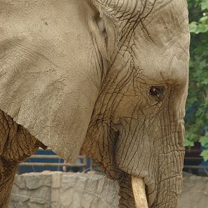 Loxodonta africana / African Elephant (female Jing Jing)