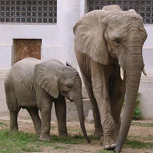 Loxodonta africana / African Elephant