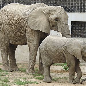 Loxodonta africana / African Elephant