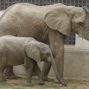 Loxodonta africana / African Elephant