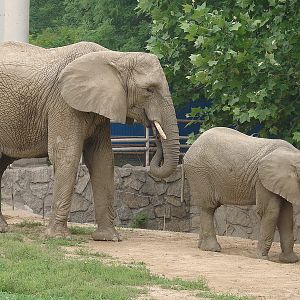 Loxodonta africana / African Elephant