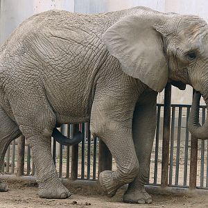Loxodonta africana / African Elephant (male Zhuang Zhuang)
