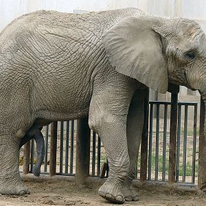 Loxodonta africana / African Elephant (male Zhuang Zhuang)