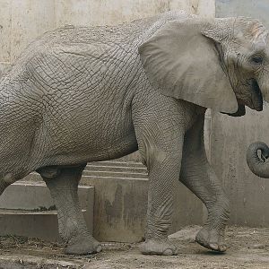 Loxodonta africana / African Elephant (male Zhuang Zhuang)