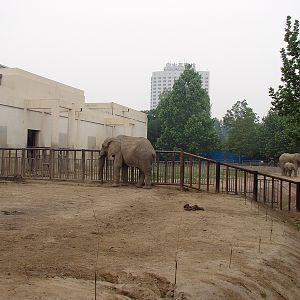 African Elephant (Loxodonta africana) exhibit
