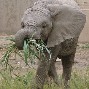 Loxodonta africana / African Elephant (young male (born 05.07.2010))