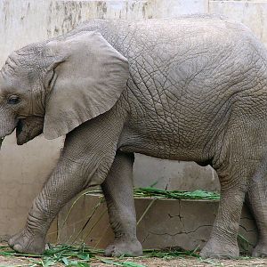 Loxodonta africana / African Elephant (young male (born 05.07.2010))