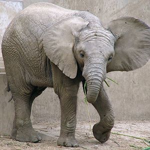 Loxodonta africana / African Elephant (young male (born 05.07.2010))