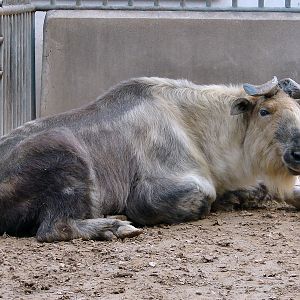 Budorcas taxicolor tibetana / Sichuan takin (male)