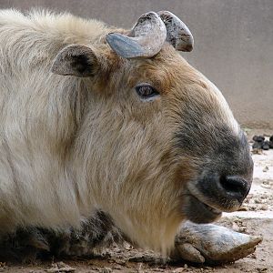 Budorcas taxicolor tibetana / Sichuan takin (male)