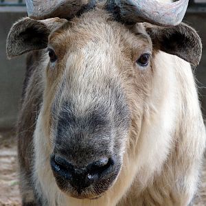 Budorcas taxicolor tibetana / Sichuan takin (male)