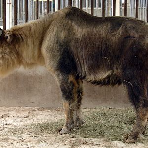 Budorcas taxicolor tibetana / Sichuan takin (male)