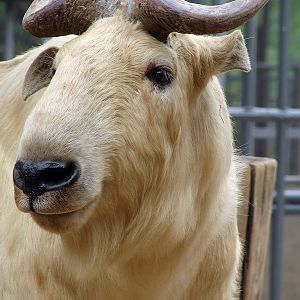 Budorcas taxicolor bedfordi / Golden takin (male)