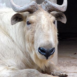Budorcas taxicolor bedfordi / Golden takin (male)