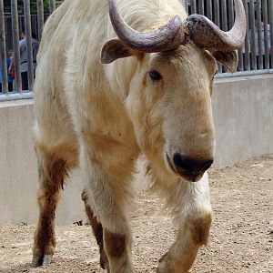 Budorcas taxicolor bedfordi / Golden takin (male)