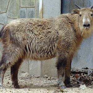 Budorcas taxicolor bedfordi / Golden takin (one year old female)