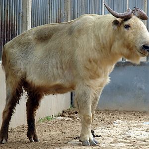 Budorcas taxicolor bedfordi / Golden takin (male)