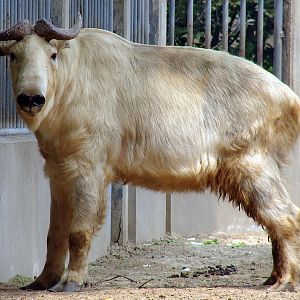 Budorcas taxicolor bedfordi / Golden takin (male)