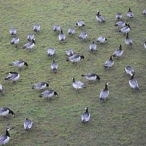 Barnacle Geese in Lost Kingdom paddock 27th December 2012