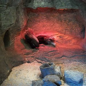 Cape Porcupines 27th December 2012