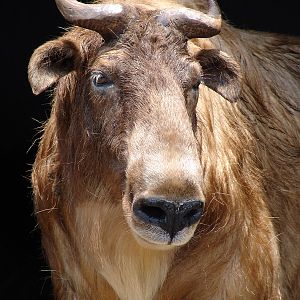 Budorcas taxicolor bedfordi / Golden takin (female)