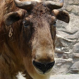 Budorcas taxicolor bedfordi / Golden takin (female)