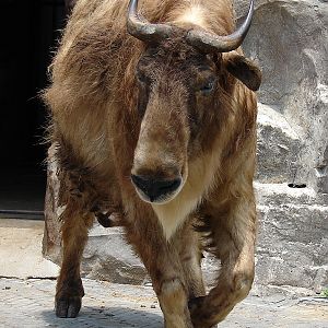 Budorcas taxicolor bedfordi / Golden takin (female)