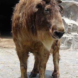 Budorcas taxicolor bedfordi / Golden takin (female)