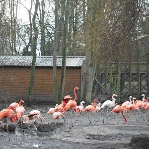 The march of the Flamingos 27th December 2012