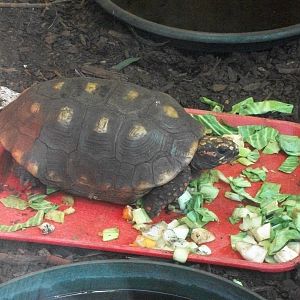 Red-footed Tortoise 27th December 2012