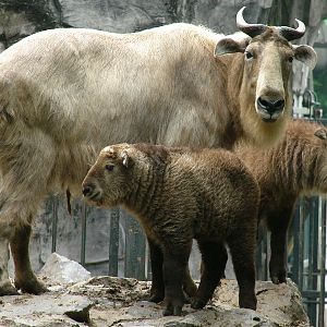 Budorcas taxicolor bedfordi / Golden takin (female with calfs)