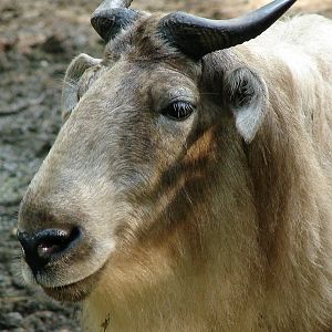 Budorcas taxicolor bedfordi / Golden takin (female)