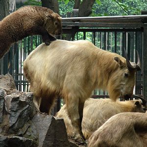 Budorcas taxicolor bedfordi / Golden takin (female with calf)