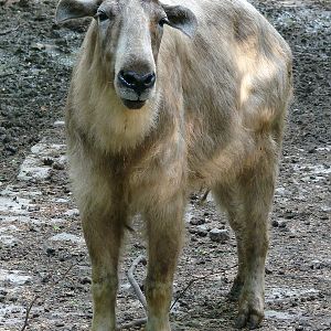 Budorcas taxicolor bedfordi / Golden takin (female)