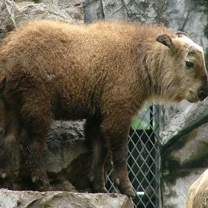 Budorcas taxicolor bedfordi / Golden takin (calf)