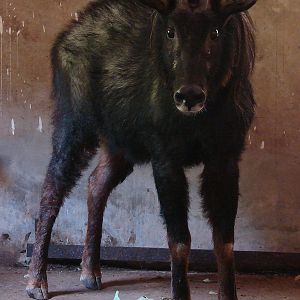 Capricornis milneedwardsii argyrochaetes / Chinese serow (female)