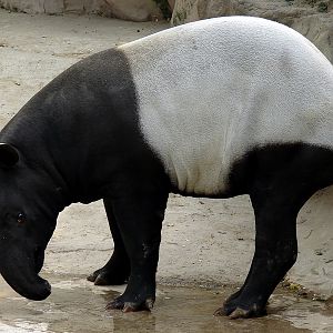 Tapirus indicus / Malayan Tapir