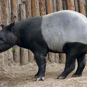 Tapirus indicus / Malayan Tapir