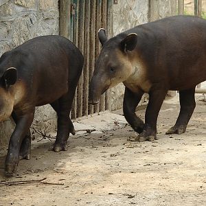 Tapirus bairdii / Baird's Tapir