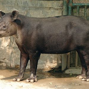 Tapirus bairdii / Baird's Tapir