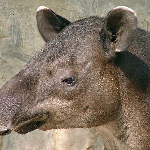 Tapirus bairdii / Baird's Tapir