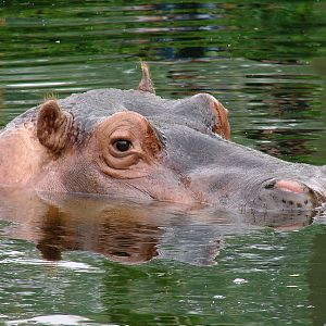 Hippopotamus amphibius / Hippopotamus