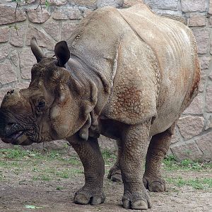 Rhinoceros unicornis / Indian rhinoceros (male Nim, ISB #141)