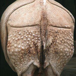 Rhinoceros unicornis / Indian rhinoceros (male Nim, ISB #141)