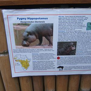New Pygmy Hippo sign