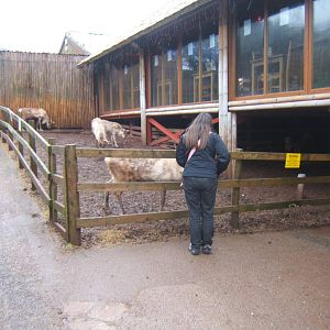 View of Reindeer enclosure