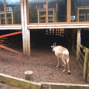 View of Reindeer enclosure