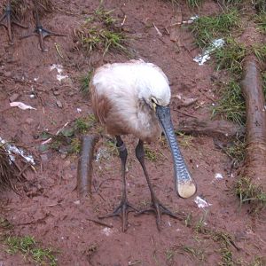European Spoonbill